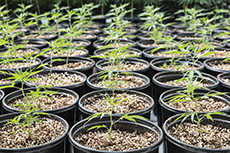 azioni aphria opinioni